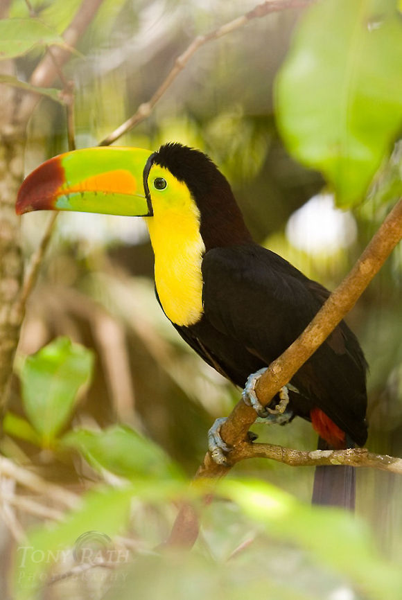 Keel billed toucan Keel billed toucan Birds,Keel billed toucan,Toucan