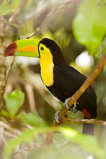 Keel billed toucan Keel billed toucan Birds,Keel billed toucan,Toucan