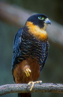 Orange Breasted Falcon Orange Breasted Falcon Bird of prey,Orange Breasted Falcon,birds,falcon