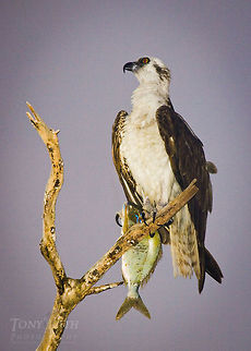 Osprey Osprey Bird of prey,Osprey,birds