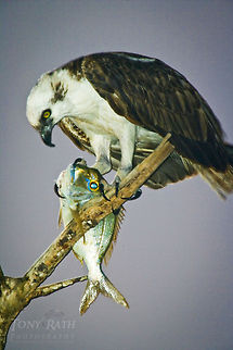 Osprey Osprey Bird of prey,Osprey,birds