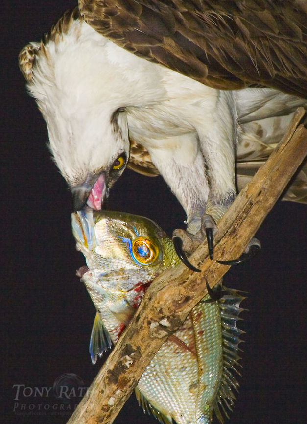 Osprey Osprey Bird of prey,Birds,Osprey