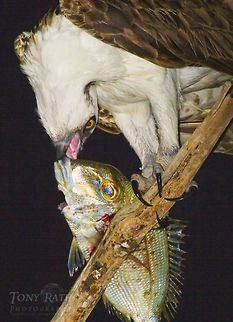 Osprey Osprey Bird of prey,Birds,Osprey