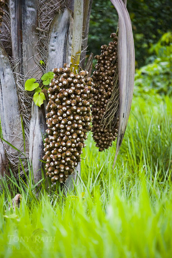 Cohune Palm Cohune Tree with nuts Attalea cohune,Cohune Palm,Palm tree,trees