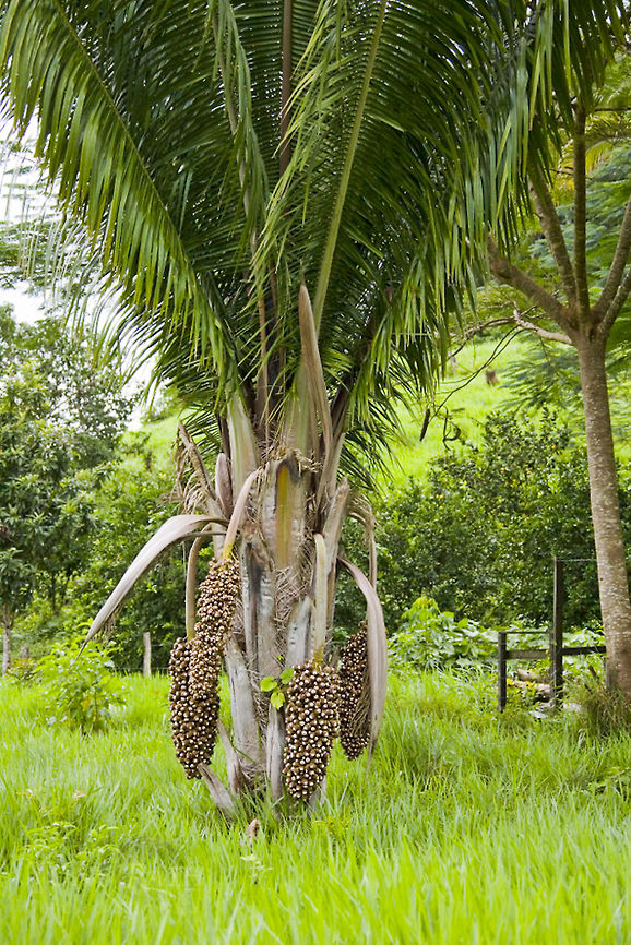 Cohune Palm Cohune Tree with nuts Attalea cohune,Cohune Palm,Palm tree,trees