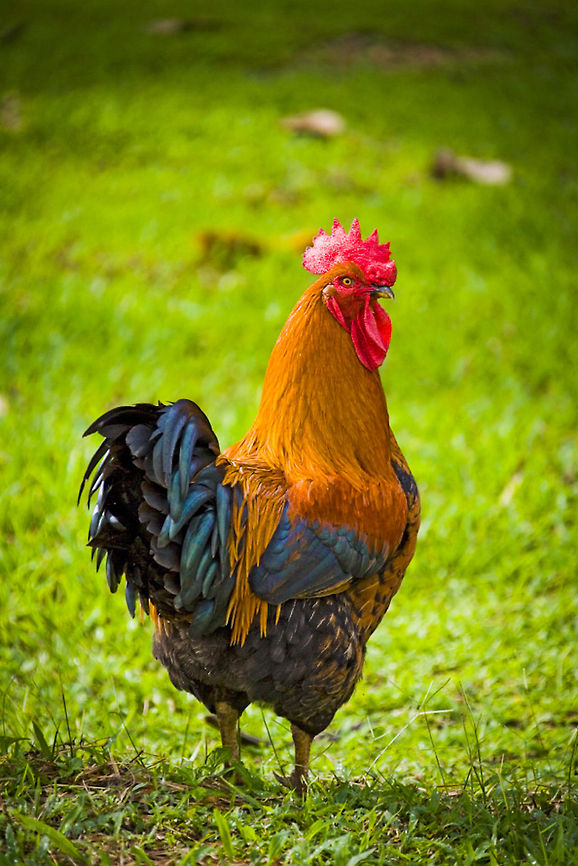 Belizean Rooster Belizean Rooster Belizean Rooster,Chicken,Domestic Chicken,Gallus gallus,Gallus gallus var. domesticus,Rooster