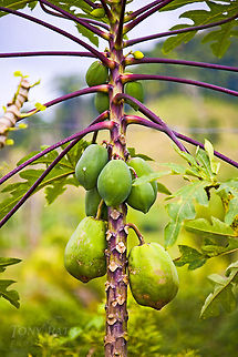Papaya Papaya plant Carica papaya,Papaya,Plants