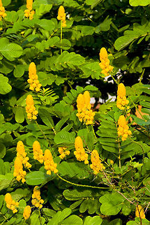 Candle Bush Candle Bush (Senna alata) Candle Bush,Senna alata,Senna alata or Acapulco
