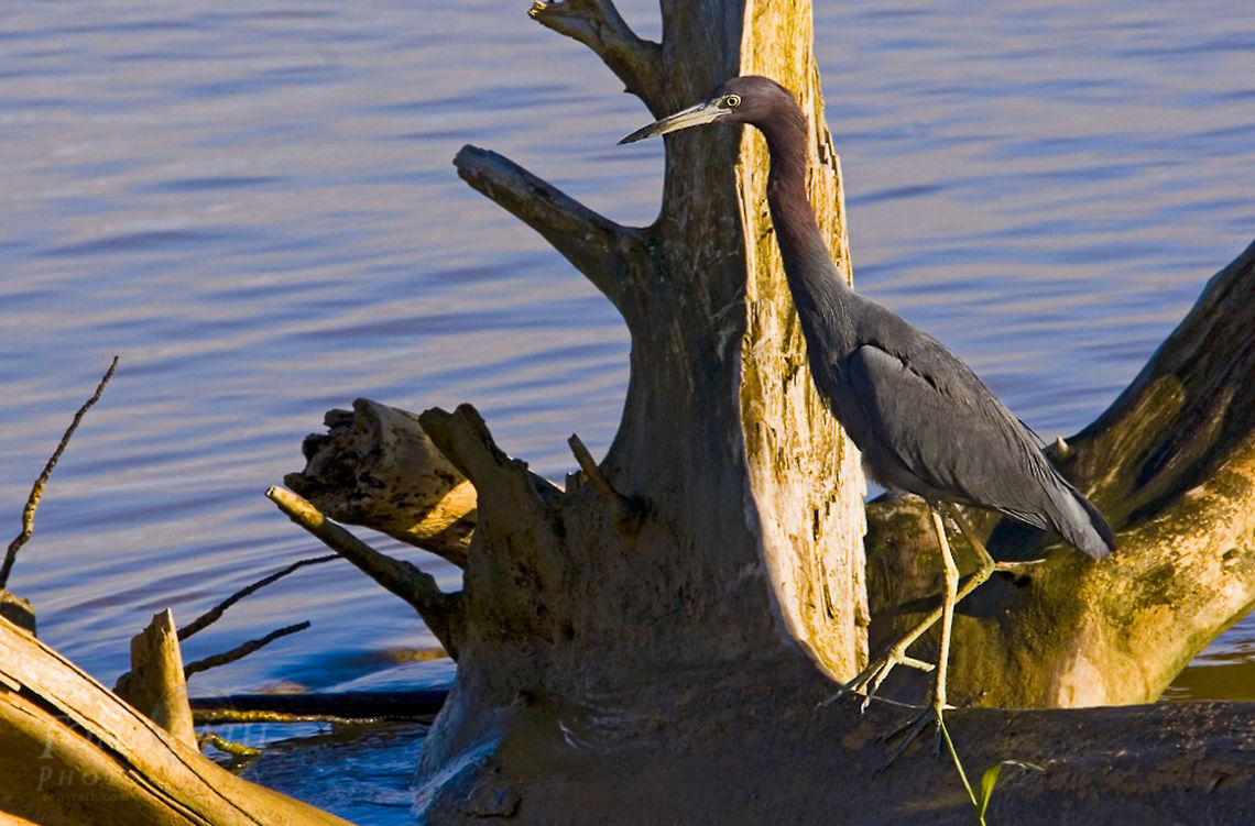Reddish Egret Reddish Egret Birds,Egret,Reddish Egret