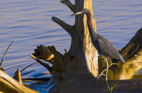 Reddish Egret Reddish Egret Birds,Egret,Reddish Egret