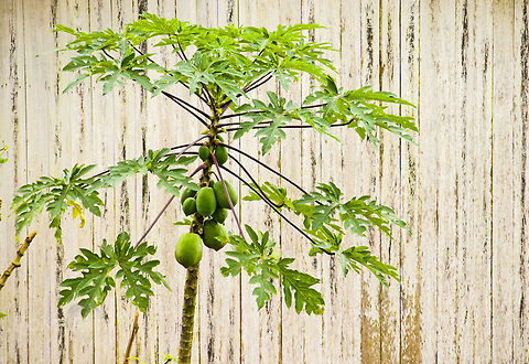 Papaya Papaya Carica papaya,Papaya,Plants