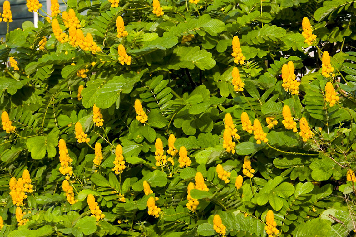 Candle Bush Candle Bush (Senna alata) Candle Bush,Flowers,Senna alata,Senna alata or Acapulco