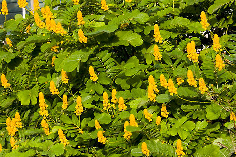 Candle Bush Candle Bush (Senna alata) Candle Bush,Flowers,Senna alata,Senna alata or Acapulco