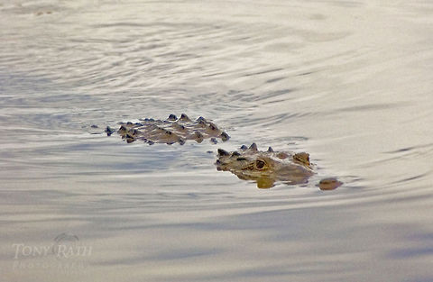 American Crocodile American Crocodile American Crocodile,Crocodile,Crocodylus acutus,Reptiles