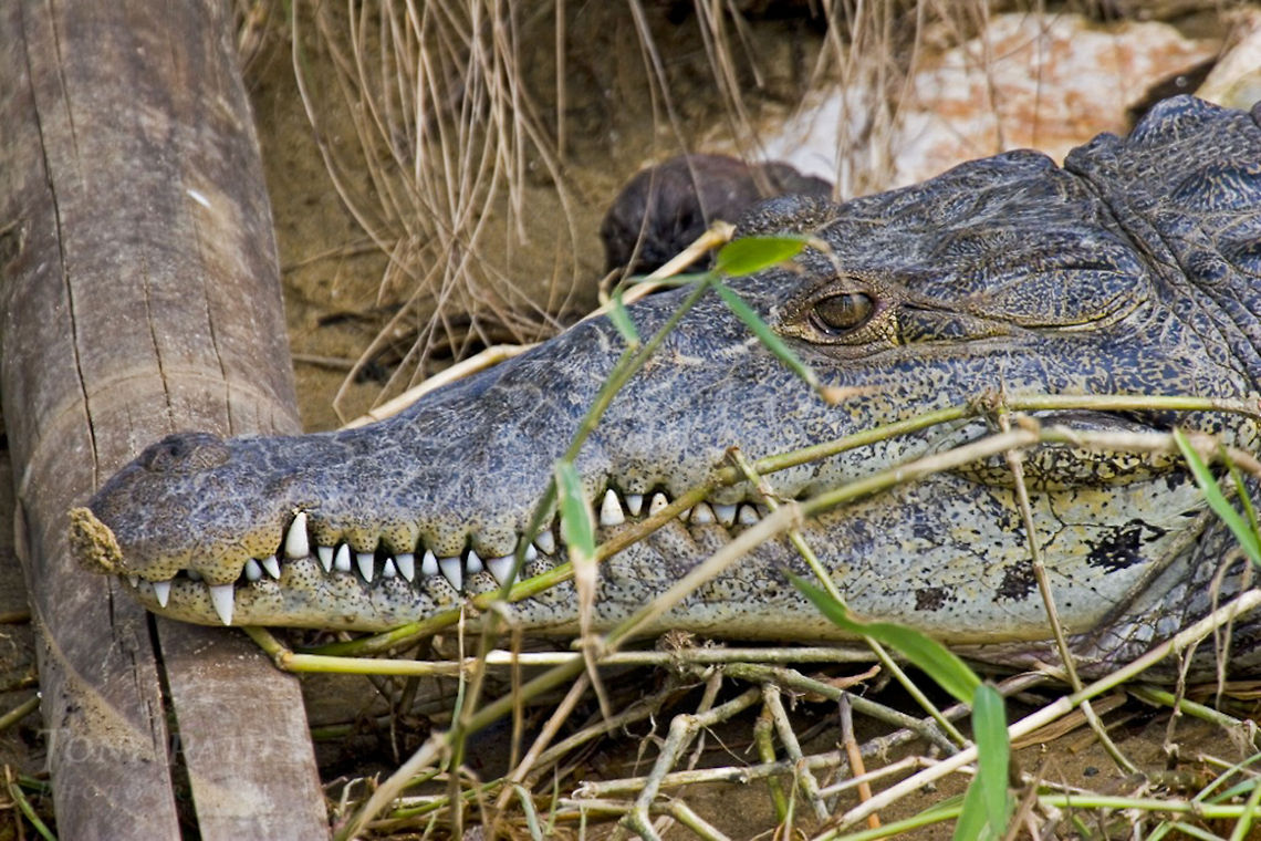 American Crocodile American Crocodile American Crocodile,Crocodile,Crocodylus acutus,Reptiles