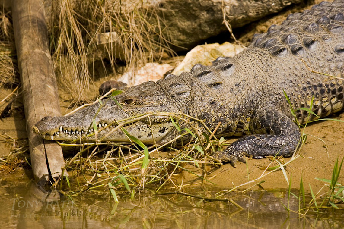 American Crocodile American Crocodile American Crocodile,Crocodile,Crocodylus acutus,Reptiles