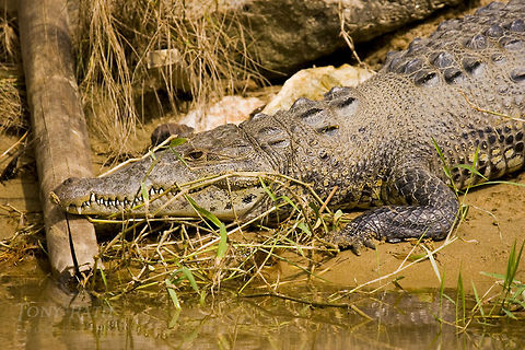 American Crocodile American Crocodile American Crocodile,Crocodile,Crocodylus acutus,Reptiles