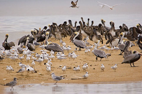 Pelican Terns and gulls Pelicans, Terns and gulls Belize,Birds,Pelican,Royal Tern,Tern,Thalasseus maximus,gull