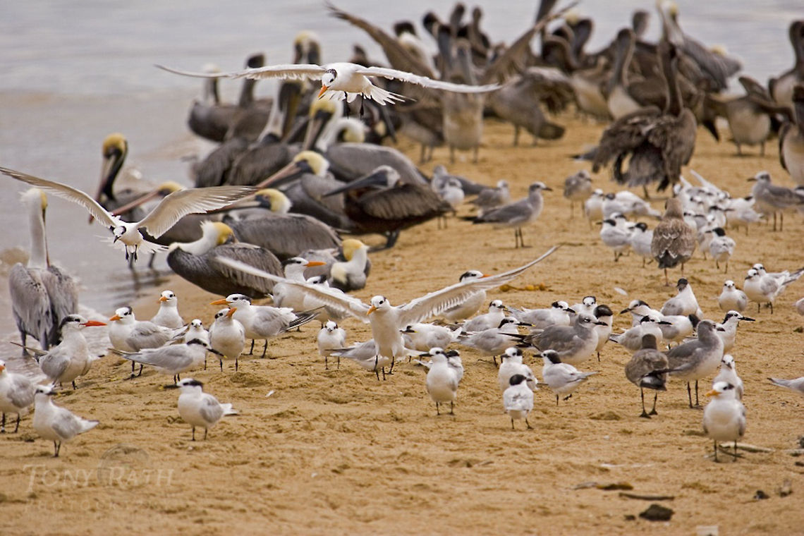 Pelican, terns and gulls Pelicans, Terns and gulls Belize,Birds,Pelican,Royal Tern,Thalasseus maximus,gull,tern