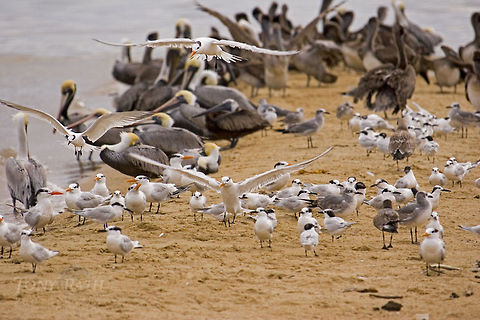 Pelican, terns and gulls Pelicans, Terns and gulls Belize,Birds,Pelican,Royal Tern,Thalasseus maximus,gull,tern