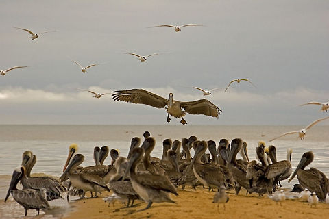Brown Pelican Landing Brown Pelican Landing Belize,Brown Pelicans,Dangriga