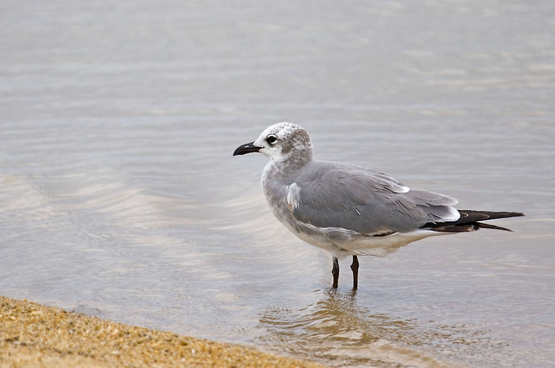 Laughing Gull Laughing Gull Belize,Birds,Gull,Laughing Gull,Leucophaeus atricilla