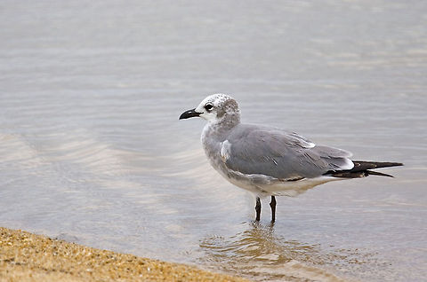 Laughing Gull Laughing Gull Belize,Birds,Gull,Laughing Gull,Leucophaeus atricilla