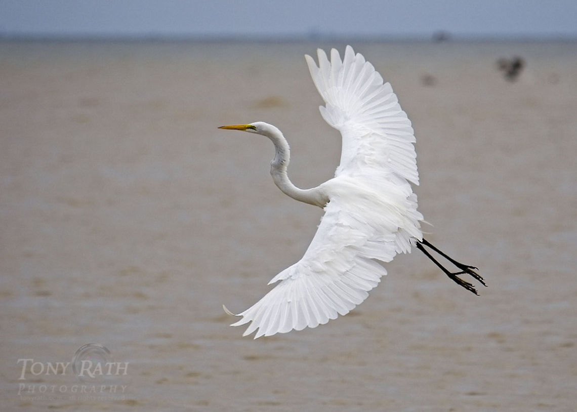 Great Egret Great Egret, Dangriga, Belize Ardea alba,Belize,Birds,Egret,great egret