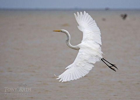Great Egret Great Egret, Dangriga, Belize Ardea alba,Belize,Birds,Egret,great egret