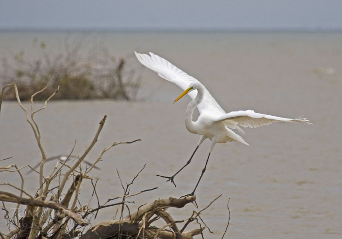 Great Egret Great Egret, Dangriga, Belize Ardea alba,Belize,Birds,great egret