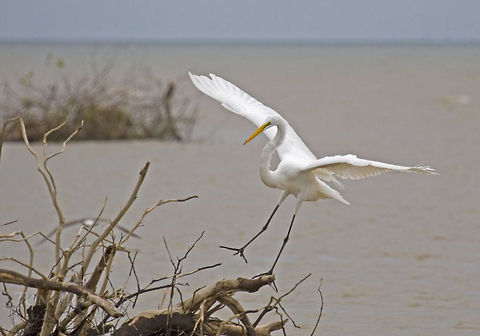 Great Egret Great Egret, Dangriga, Belize Ardea alba,Belize,Birds,great egret