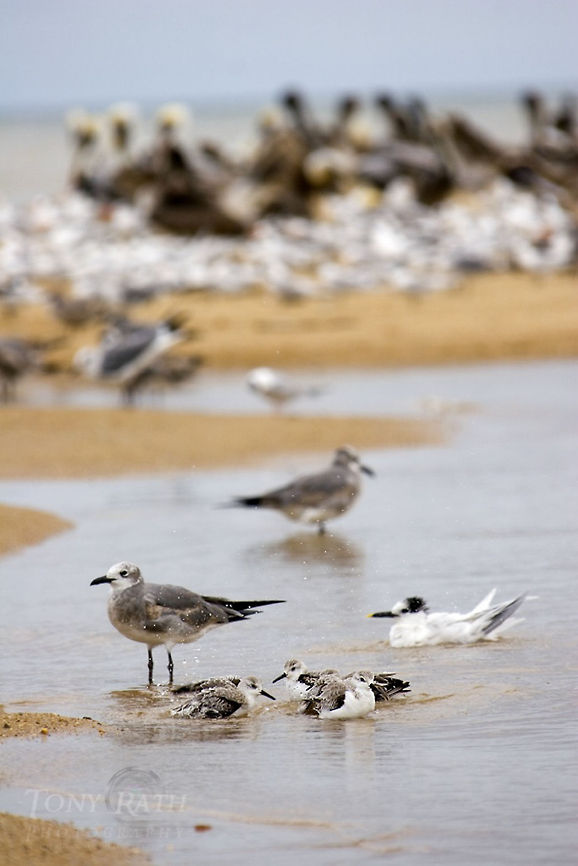 Sandpipers Sandpipers bathing Belize,Birds,Sandwich tern,Scolopacidae,Thalasseus sandvicensis,sandpiper