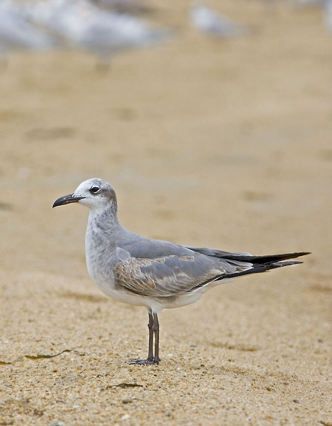 Laughing Gull Laughing Gull Belize,Birds,Laughing Gull,Leucophaeus atricilla,gull