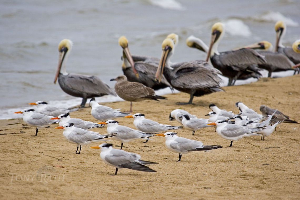 Royal Terns and Brown Pelicans Royal Terns and Brown Pelicans Belize,Birds,Brown Pelicans,Pelican,Royal Tern,Thalasseus maximus,tern