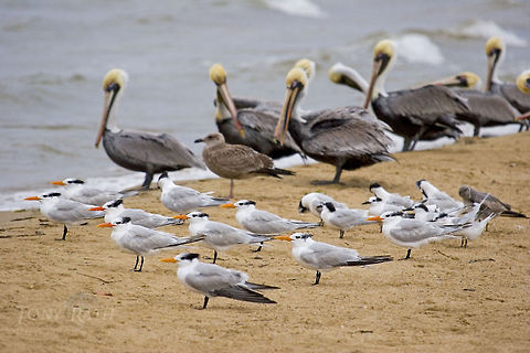 Royal Terns and Brown Pelicans Royal Terns and Brown Pelicans Belize,Birds,Brown Pelicans,Pelican,Royal Tern,Thalasseus maximus,tern