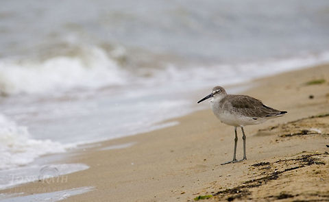 Willet Willet, Dangrga, Belize Belize,Tringa semipalmata,Willet,birds