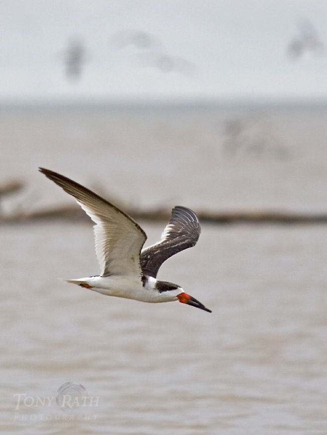 Black Skimmer Black Skimmer, Dangriga, Belize Belize,Black Skimmer,Rynchops niger,birds