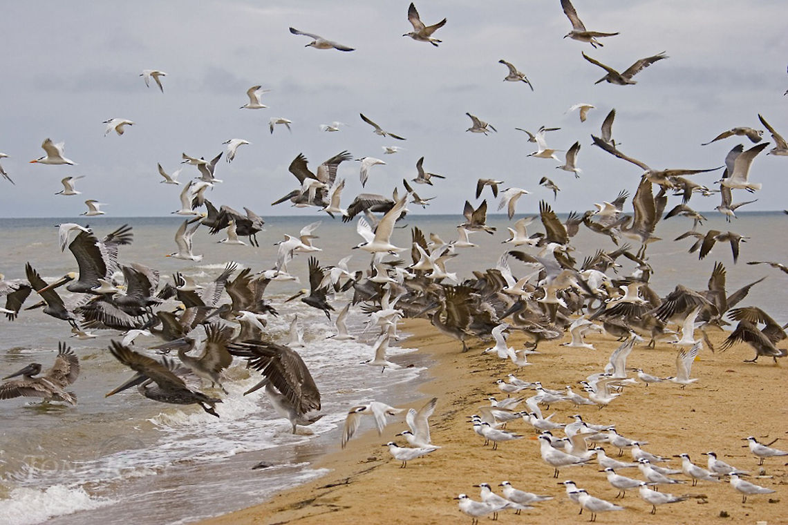 Pelicans, terns and gulls Pelicans, Terns, and Seagulls, Dangriga, Belize Belize,Brown pelican,Pelecanus occidentalis,birds,pelican,terns,waterbirds