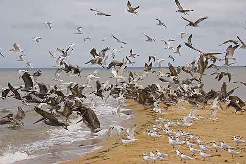 Pelicans, terns and gulls Pelicans, Terns, and Seagulls, Dangriga, Belize Belize,Brown pelican,Pelecanus occidentalis,birds,pelican,terns,waterbirds