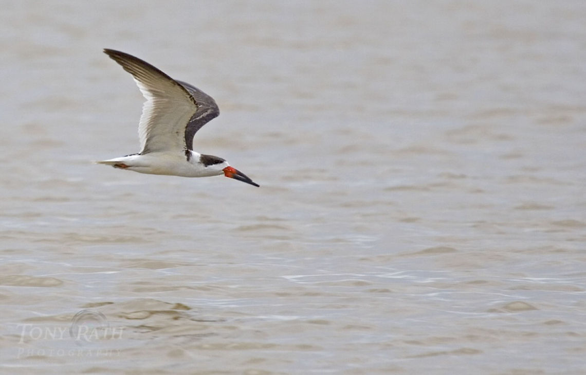 Black Skimmer Black Skimmer, Dangriga, Belize Belize,Birds,Black Skimmer,Rynchops niger