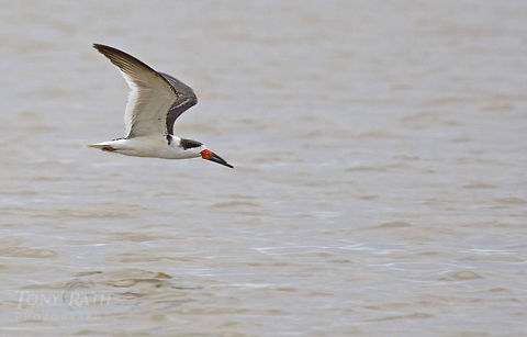 Black Skimmer Black Skimmer, Dangriga, Belize Belize,Birds,Black Skimmer,Rynchops niger