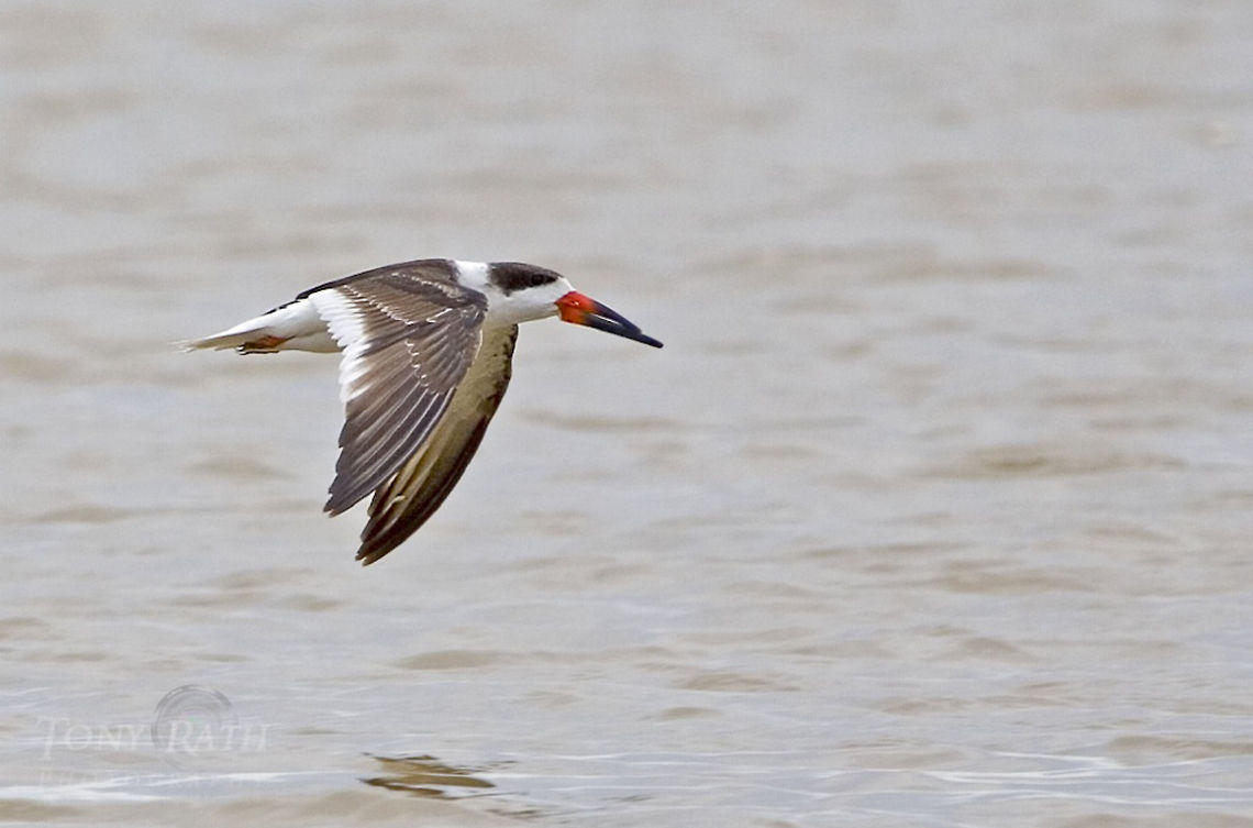 Black Skimmer Black Skimmer, Dangriga, Belize Belize,Birds,Black Skimmer,Rynchops niger