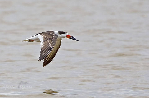 Black Skimmer Black Skimmer, Dangriga, Belize Belize,Birds,Black Skimmer,Rynchops niger
