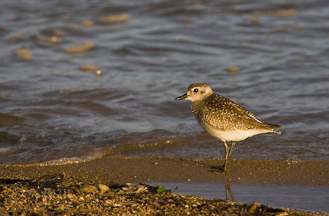 Lesser Golden Plover Lesser Golden Plover, Dangriga, Belize Grey plover,Lesser Golden Plover,Pluvialis fulva,Pluvialis squatarola,belize,birds