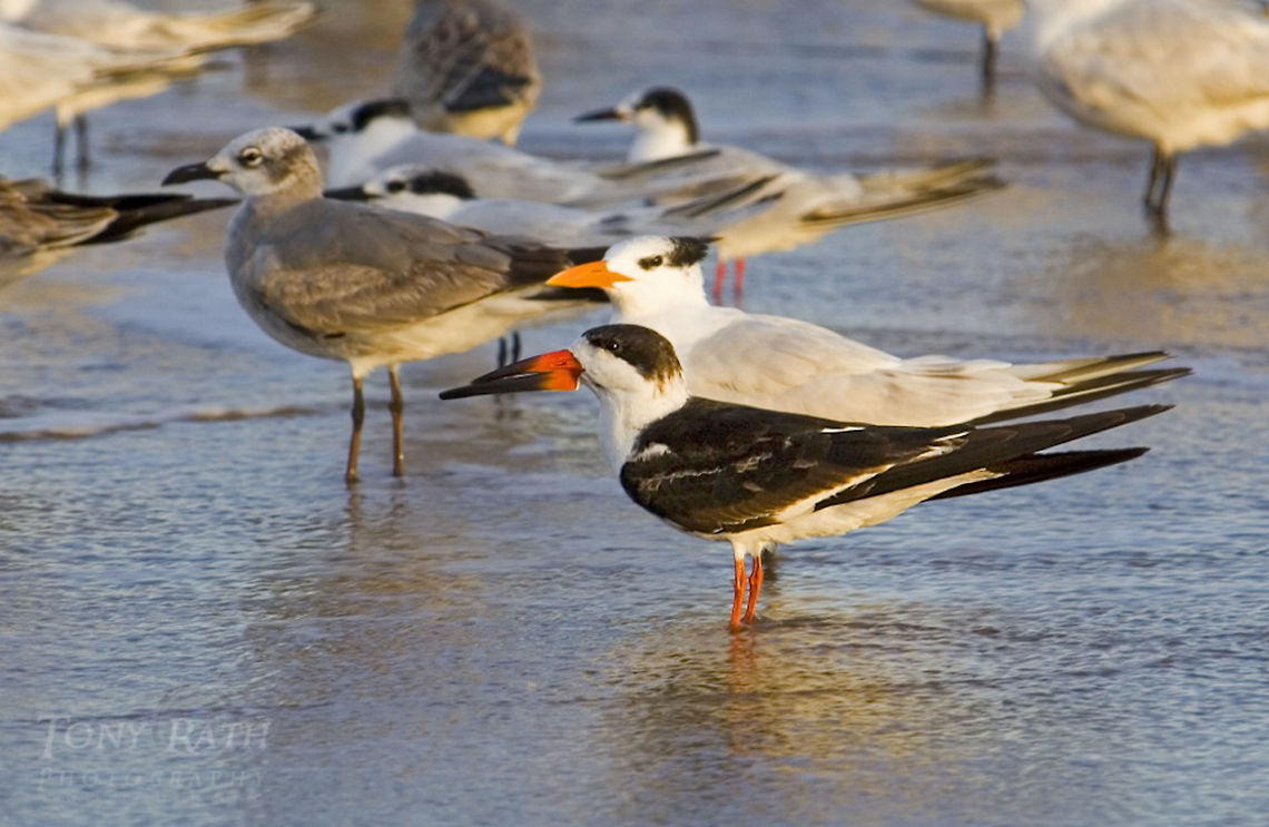 Black Skimmer Black Skimmer, Dangriga, Belize Belize,Birds,Black Skimmer,Rynchops niger