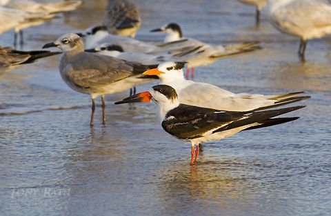 Black Skimmer Black Skimmer, Dangriga, Belize Belize,Birds,Black Skimmer,Rynchops niger