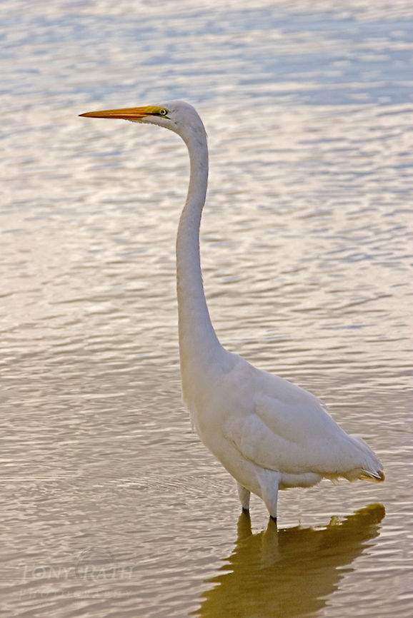 Great Egret Great Egret, Dangriga, Belize Ardea alba,Belize,birds,egret,great egret