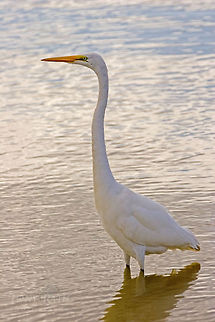 Great Egret Great Egret, Dangriga, Belize Ardea alba,Belize,birds,egret,great egret