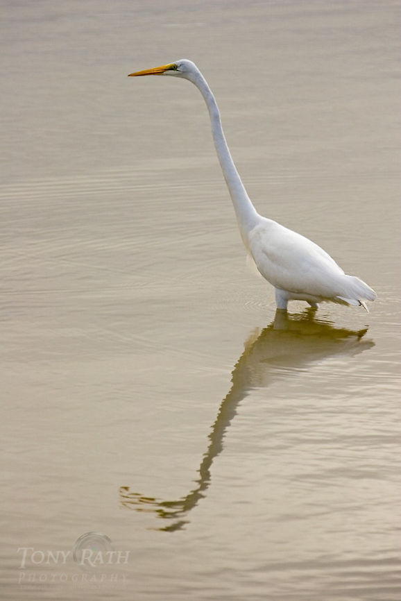 Great Egret Great Egret, Dangriga, Belize Ardea alba,Belize,birds,egret,great egret
