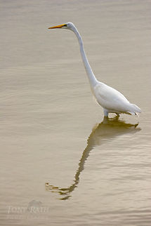 Great Egret Great Egret, Dangriga, Belize Ardea alba,Belize,birds,egret,great egret